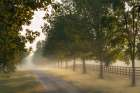 Roadway and fences on horse farm at sunrise on foggy morning, Oldham County, Kentucky Art Print